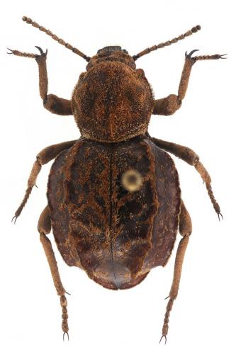 Réf. 219 680 : Phrynocolus dentatus